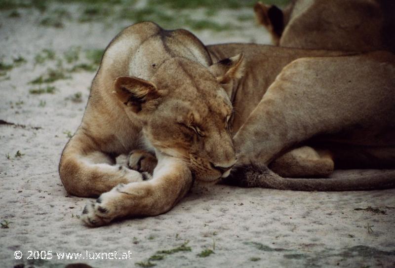 South Luangwa National Park