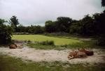 South Luangwa National Park