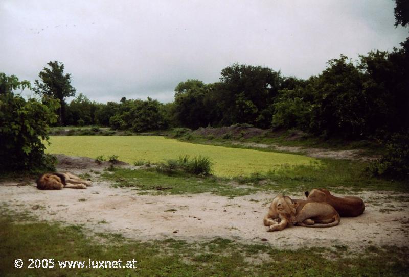 South Luangwa National Park