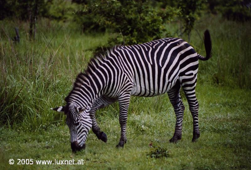 South Luangwa National Park