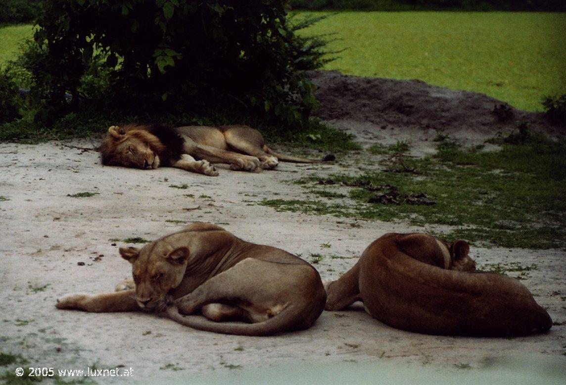 South Luangwa National Park