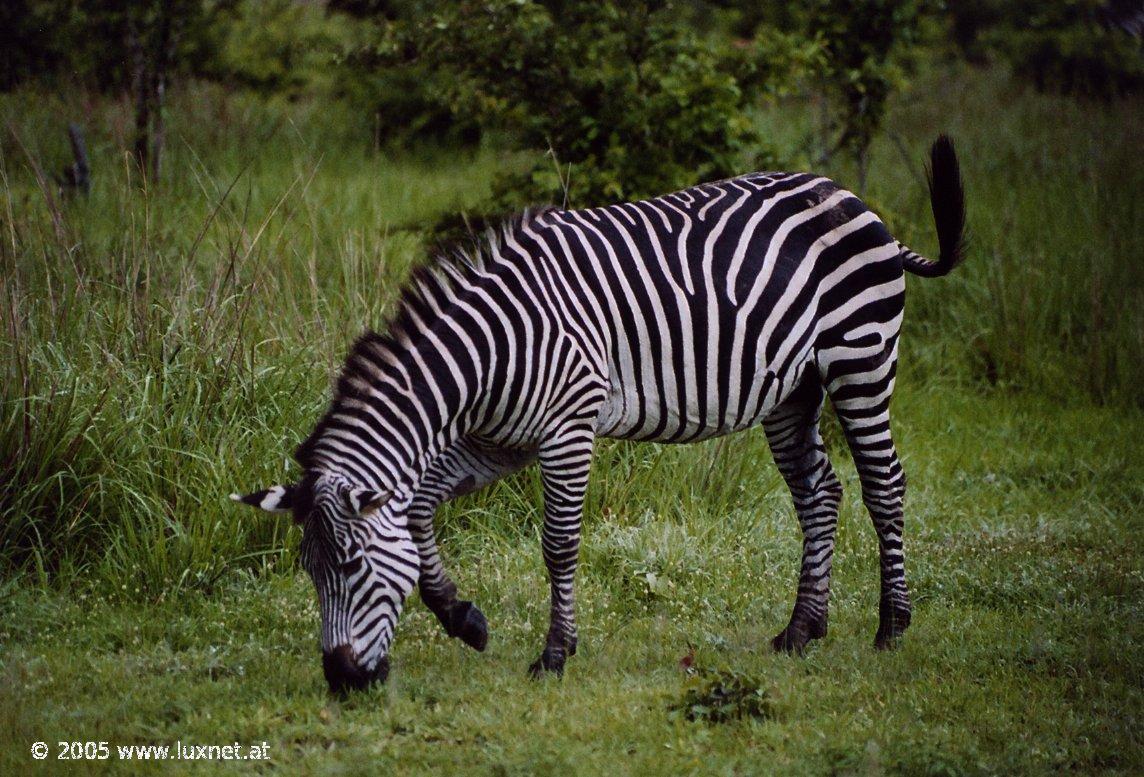 South Luangwa National Park