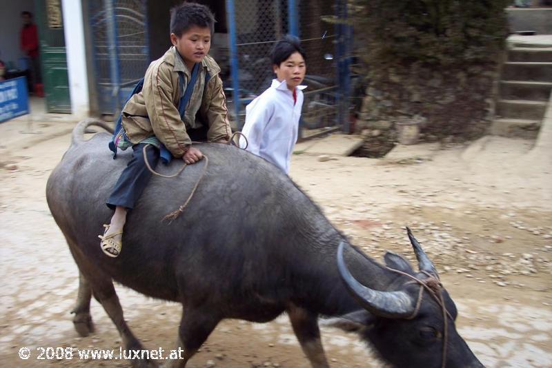 Children & waterbuffalo