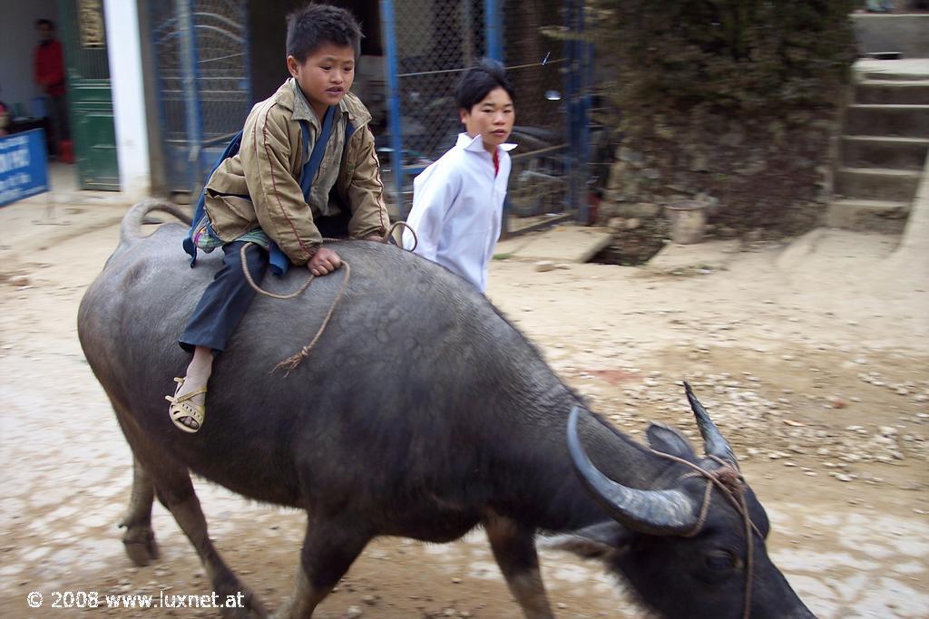 Children & waterbuffalo