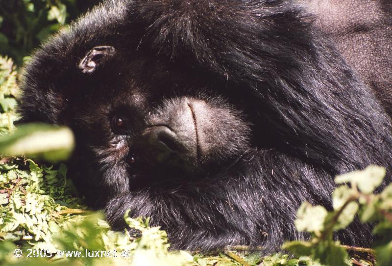 Mountain Gorilla