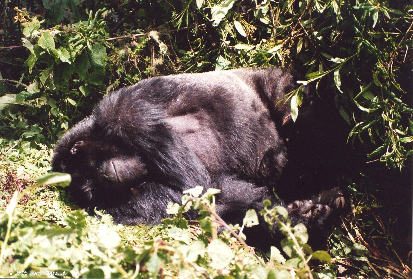 Mountain Gorilla