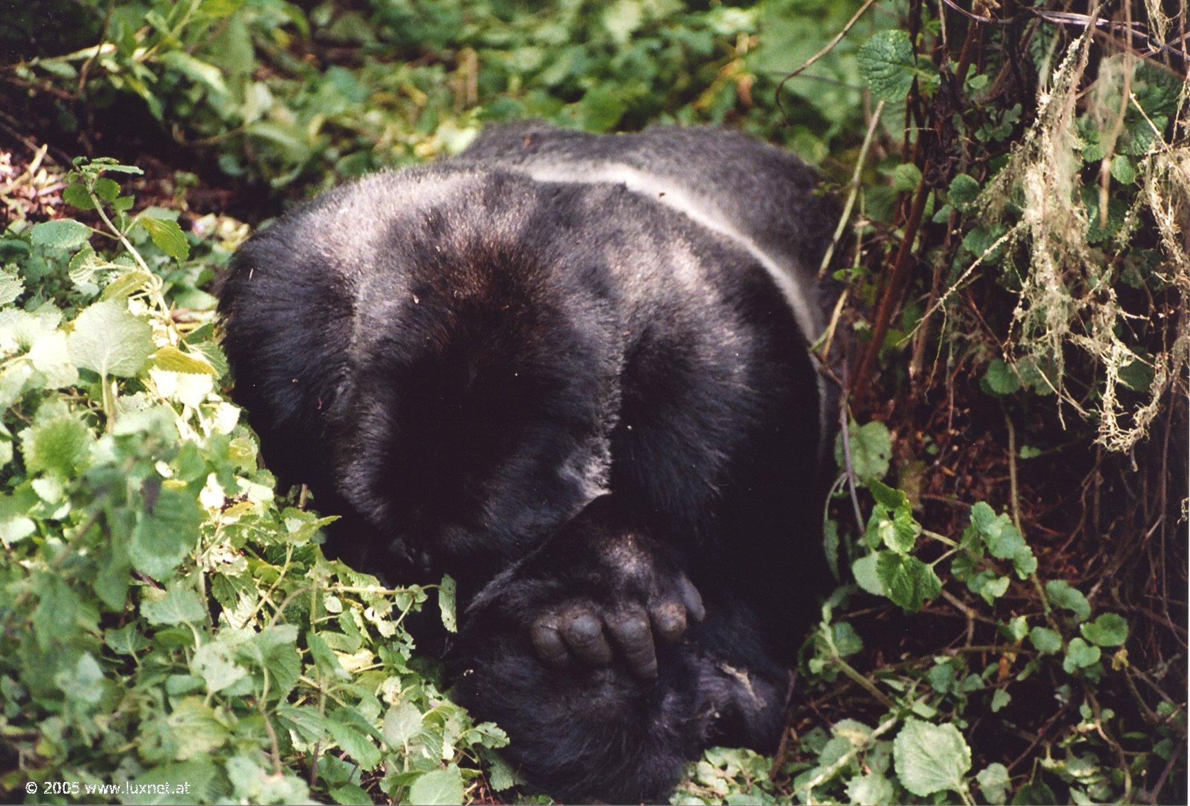 Mountain Gorilla