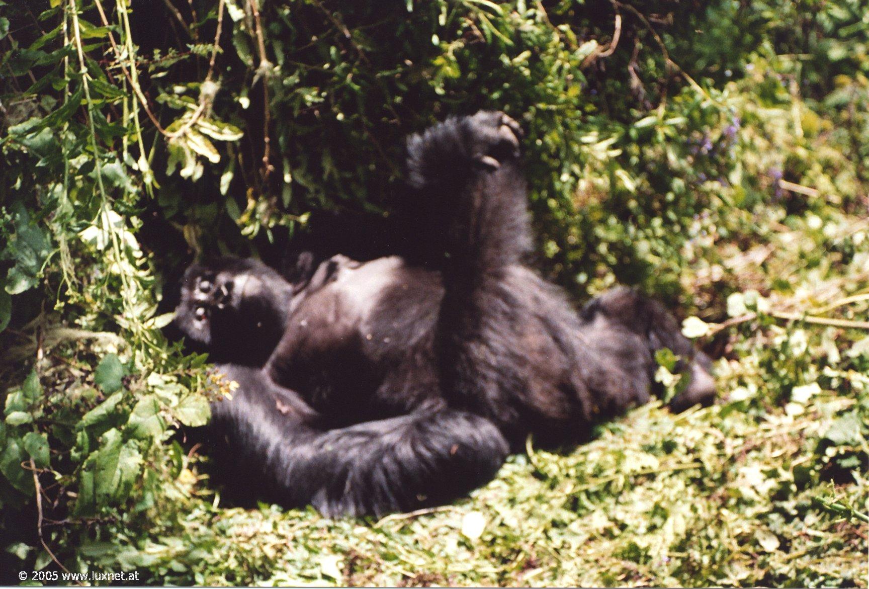 Mountain Gorilla