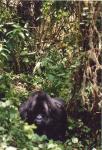 Mountain Gorilla