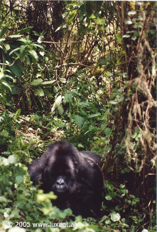 Mountain Gorilla