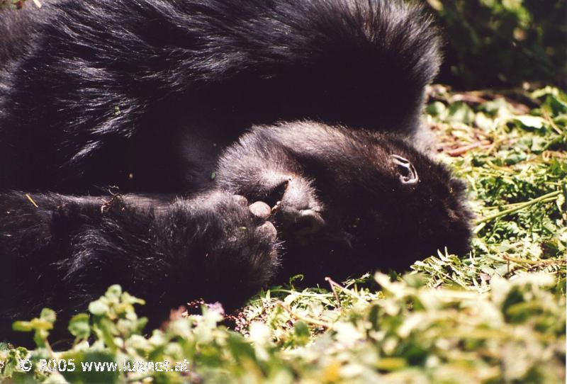 Mountain Gorilla