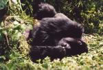 Mountain Gorilla