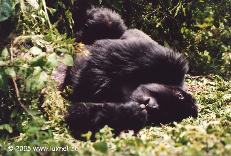 Mountain Gorilla