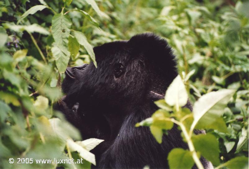 Mountain Gorilla