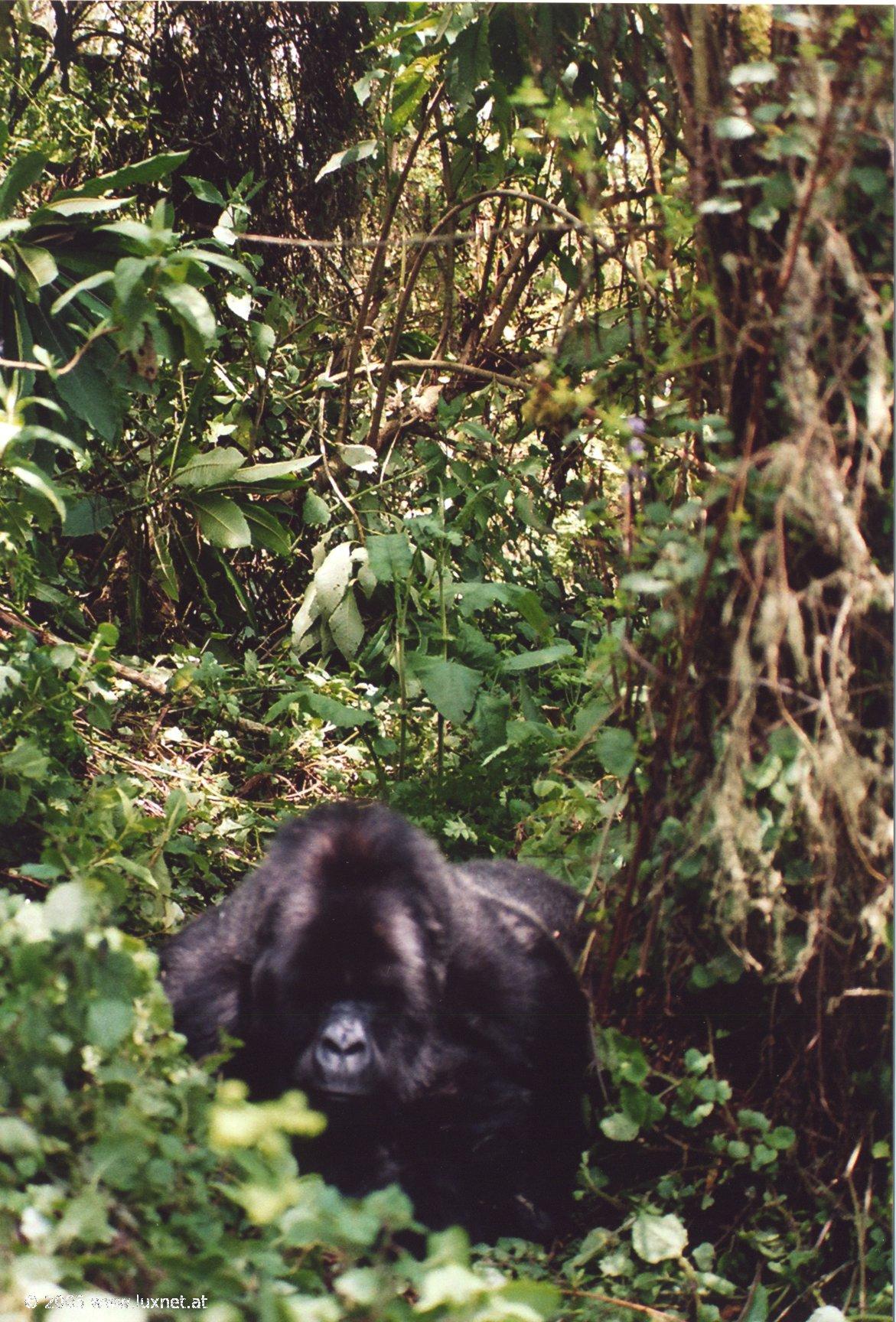 Mountain Gorilla