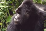 Mountain Gorilla