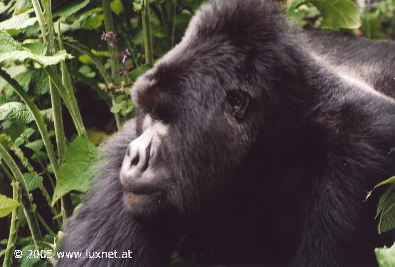 Mountain Gorilla