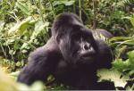 Mountain Gorilla