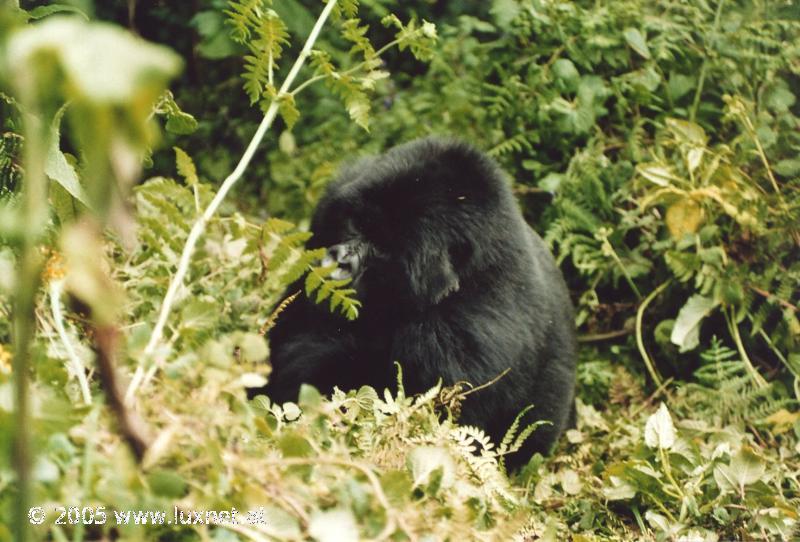 Mountain Gorilla