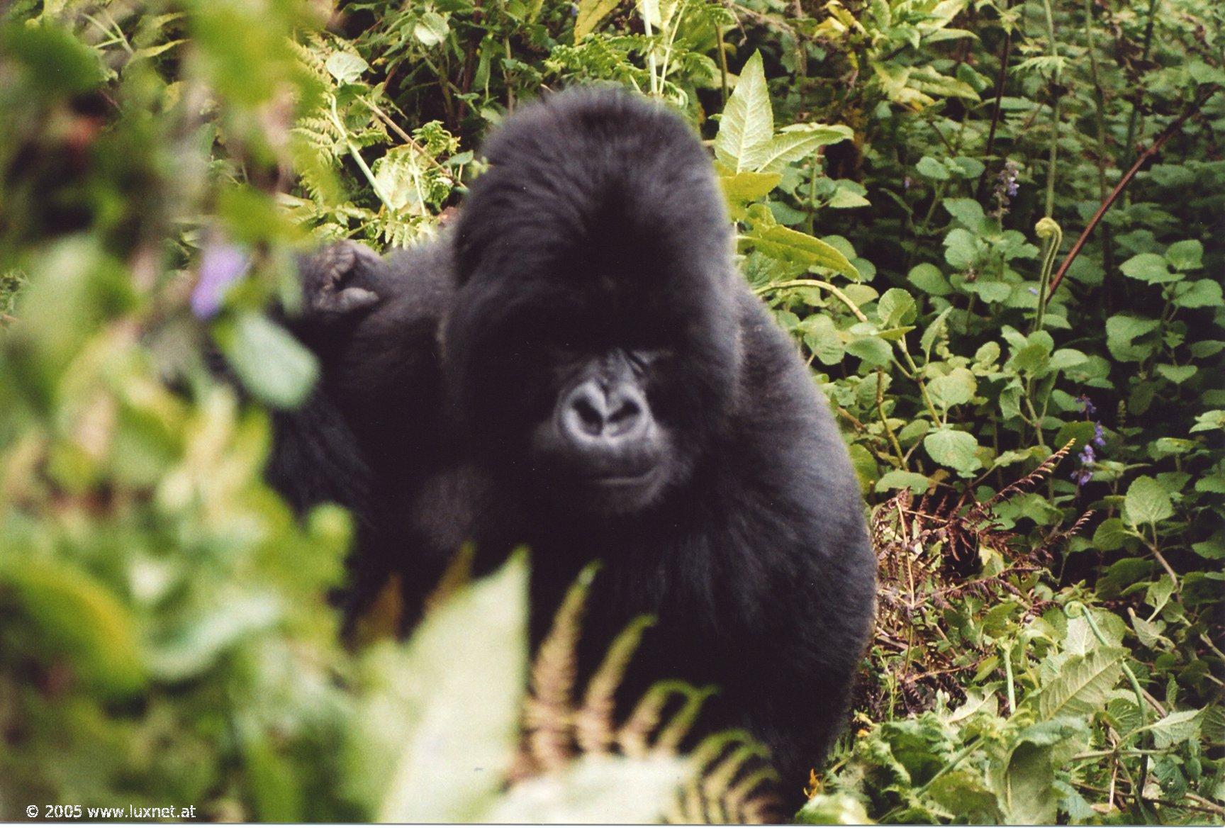 Mountain Gorilla