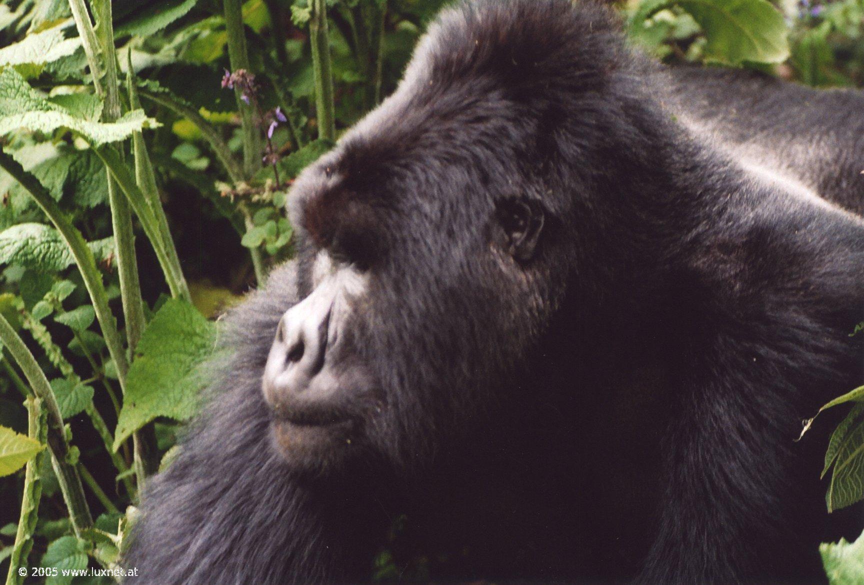 Mountain Gorilla