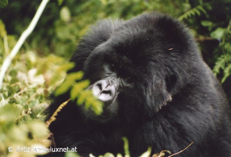 Mountain Gorilla