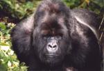 Mountain Gorilla