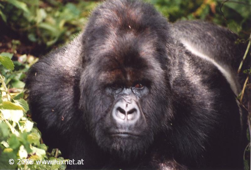 Mountain Gorilla