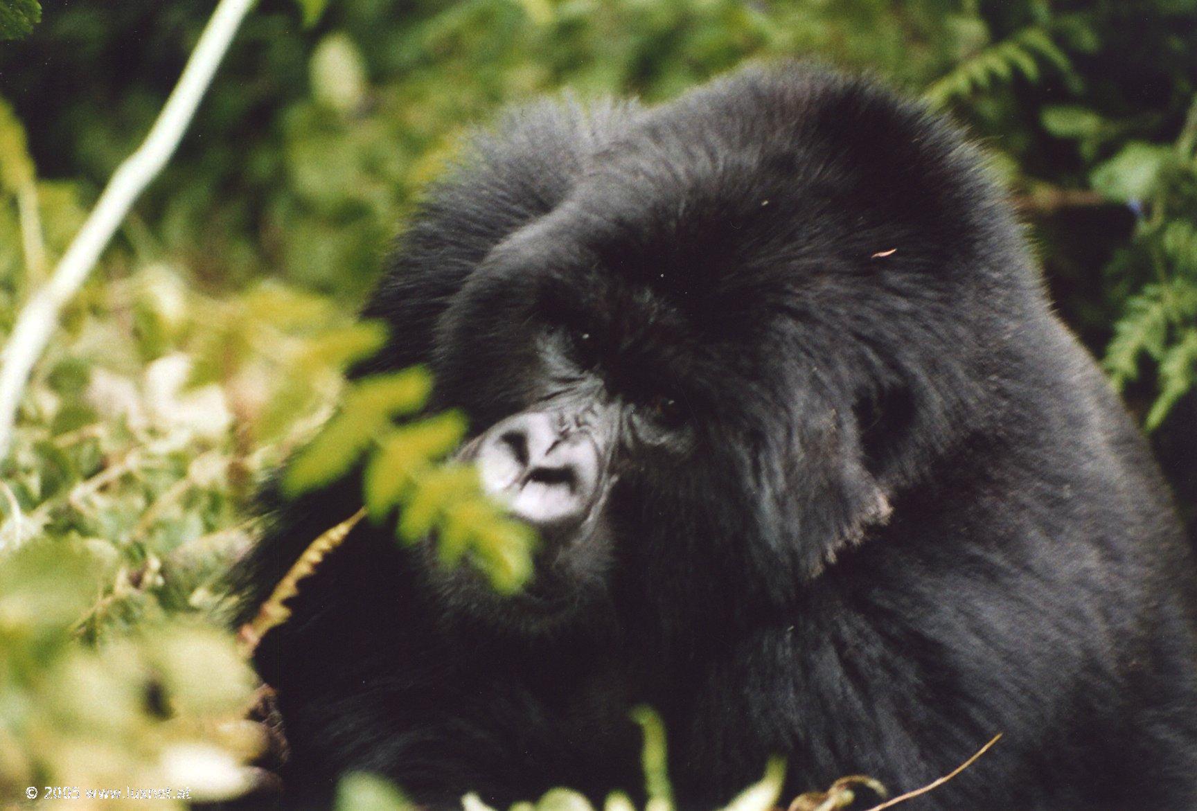 Mountain Gorilla