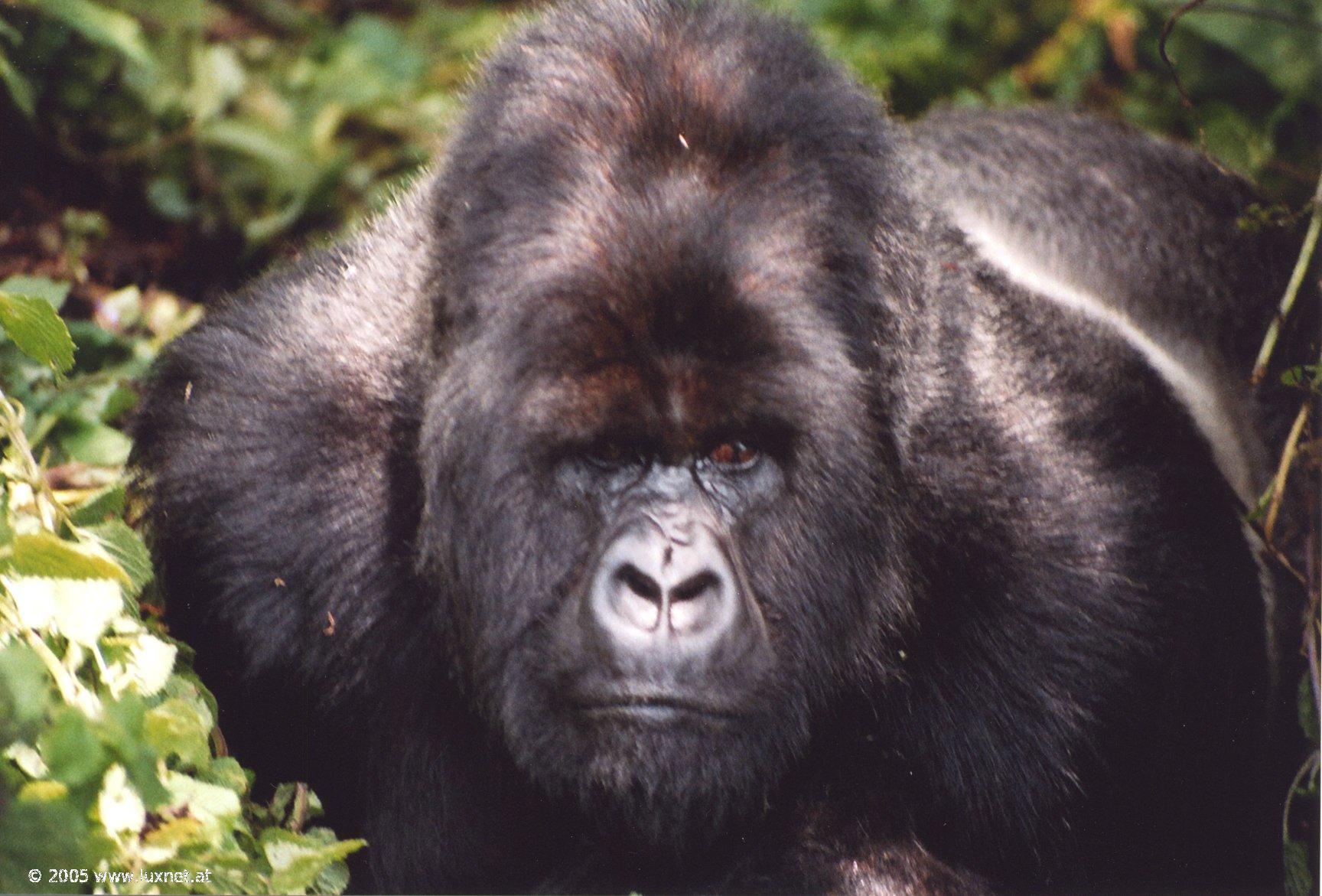 Mountain Gorilla