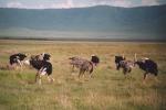 Ngorongoro Crater