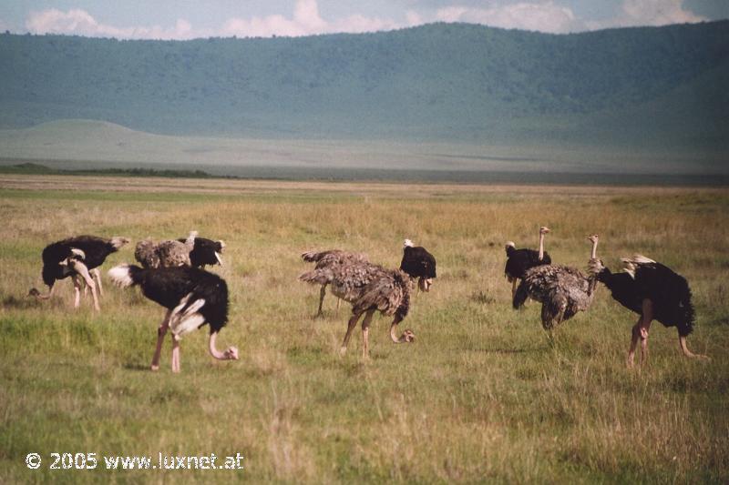 Ngorongoro Crater