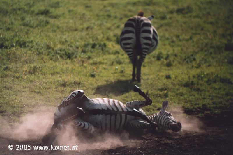 Ngorongoro Crater