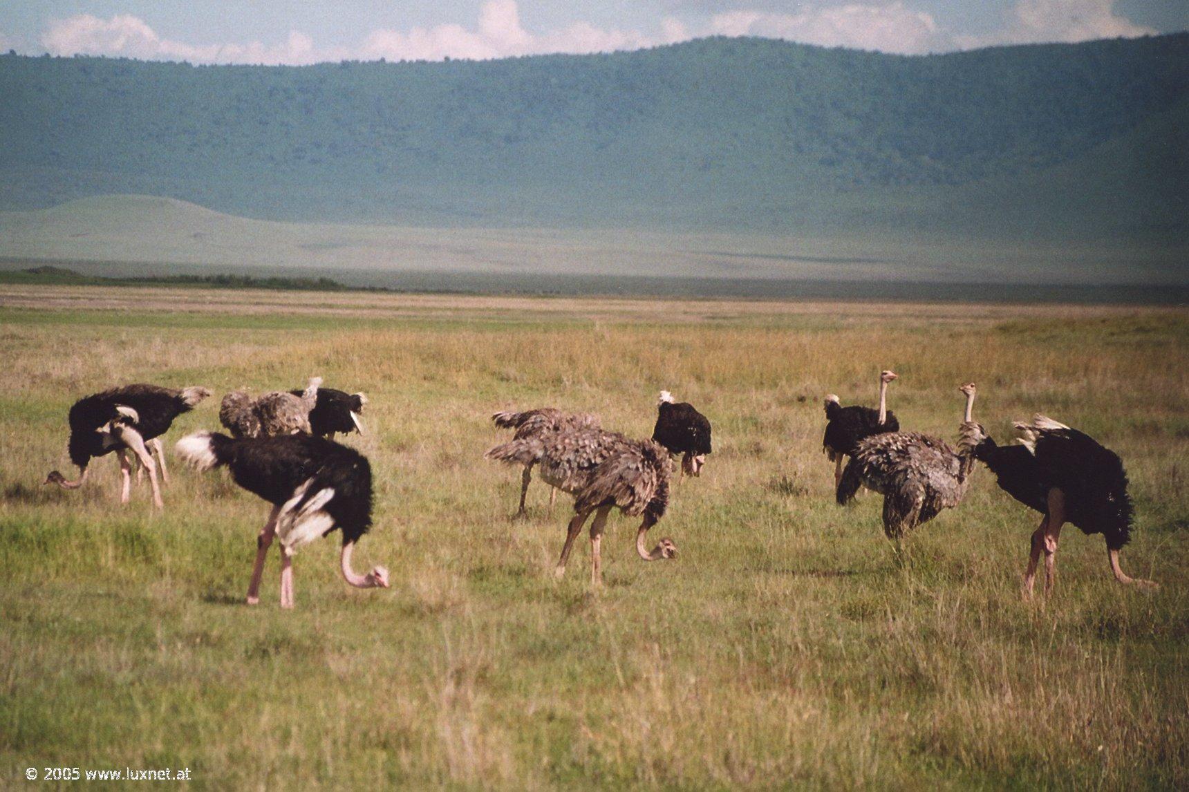 Ngorongoro Crater