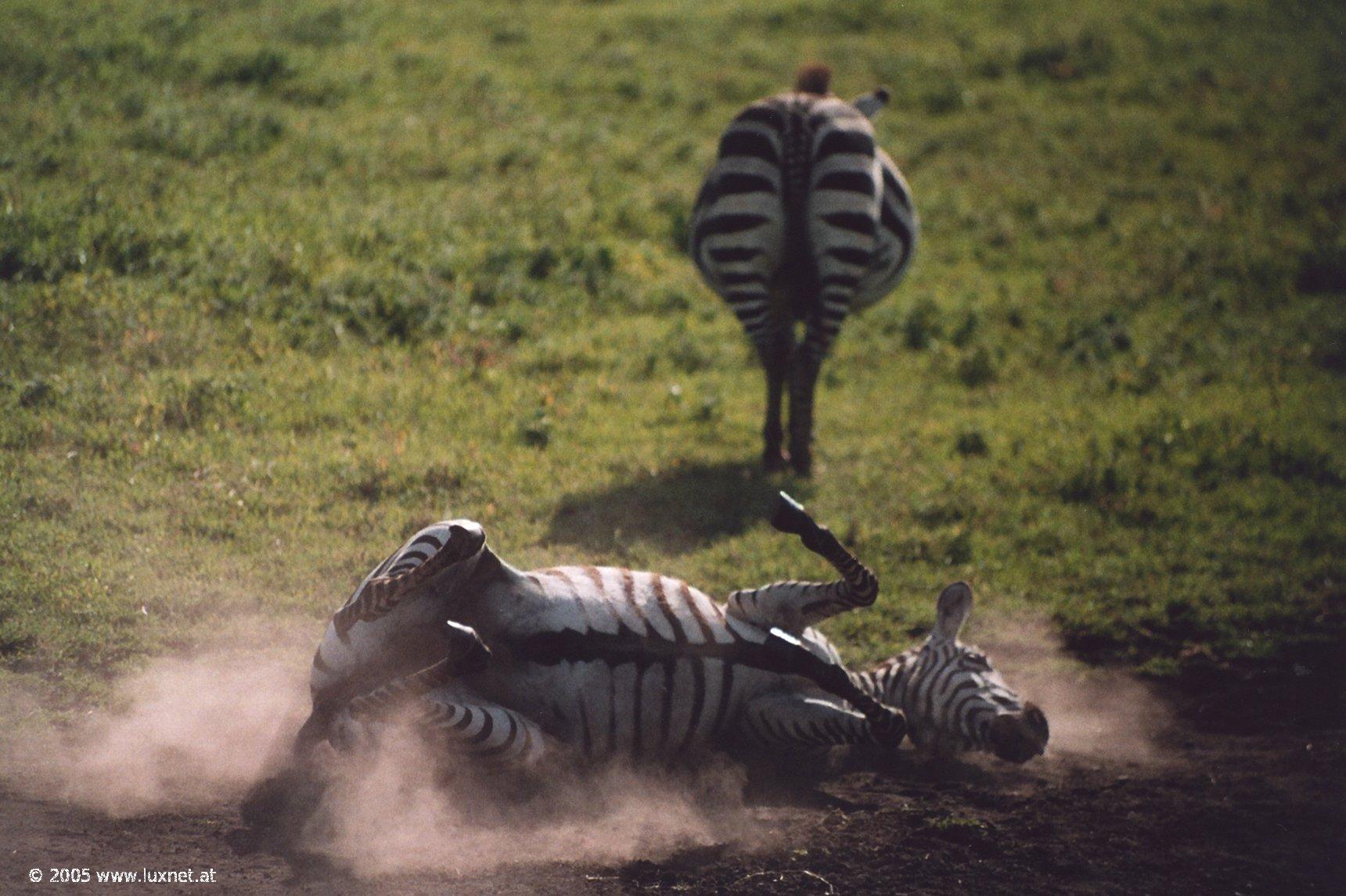 Ngorongoro Crater