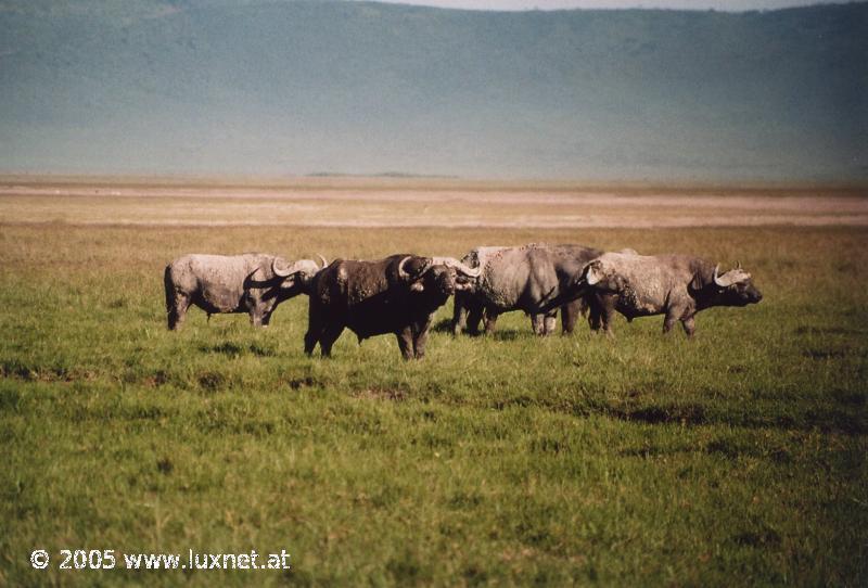 Ngorongoro Crater