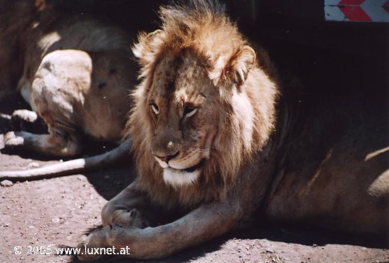 Ngorongoro Crater