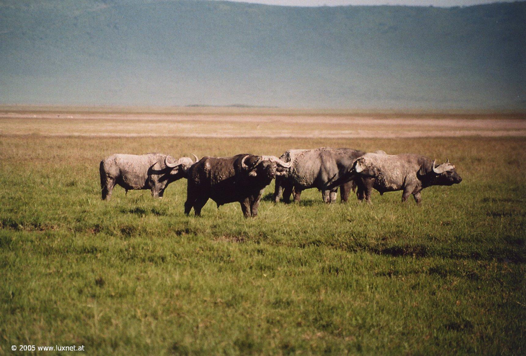 Ngorongoro Crater