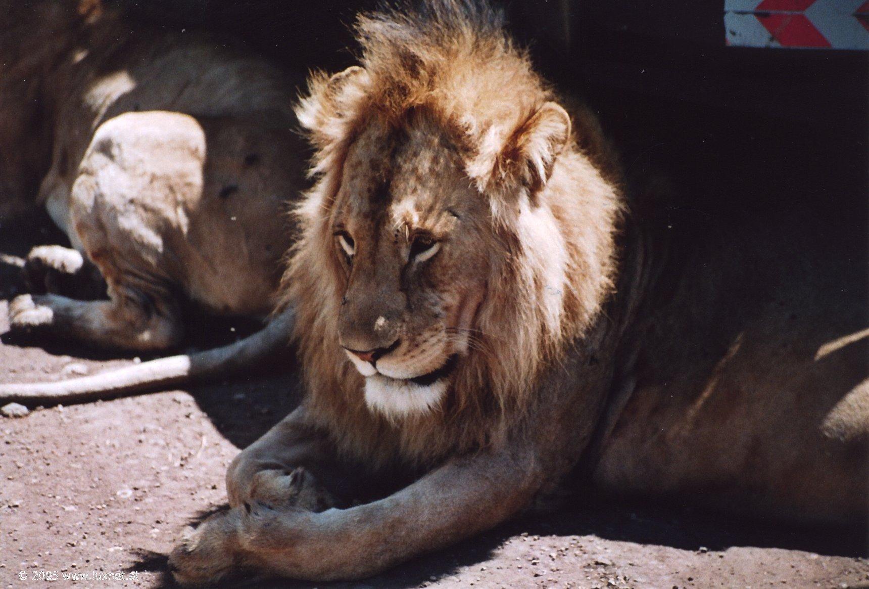 Ngorongoro Crater