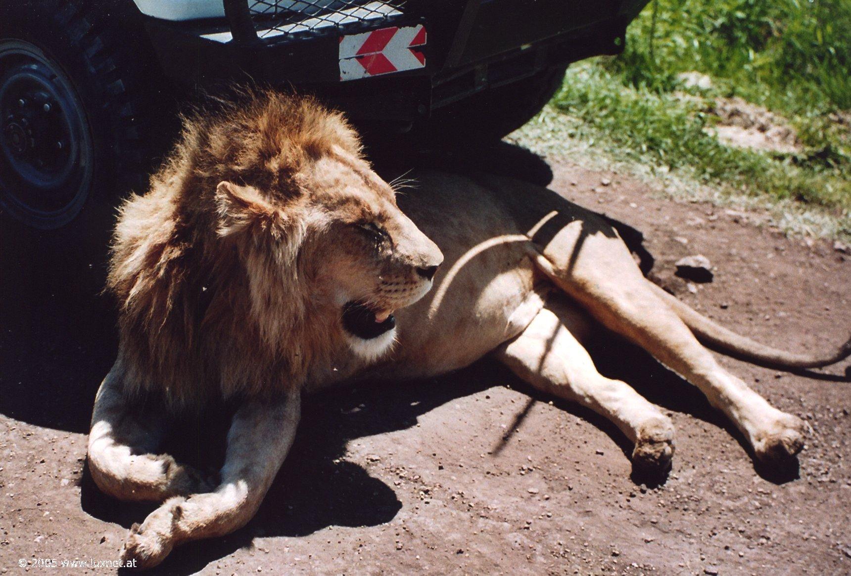 Ngorongoro Crater