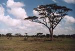 Serengeti