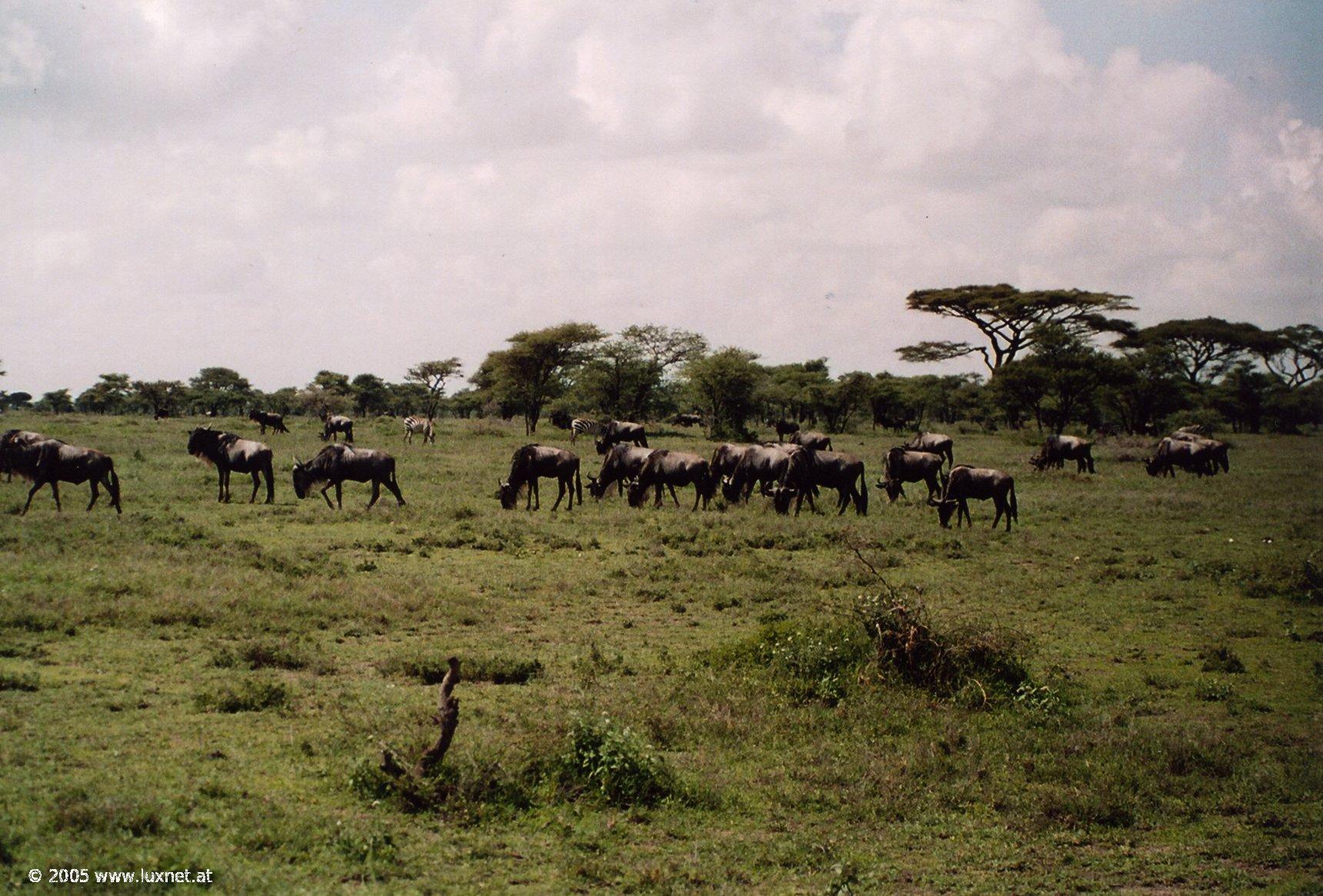 Serengeti