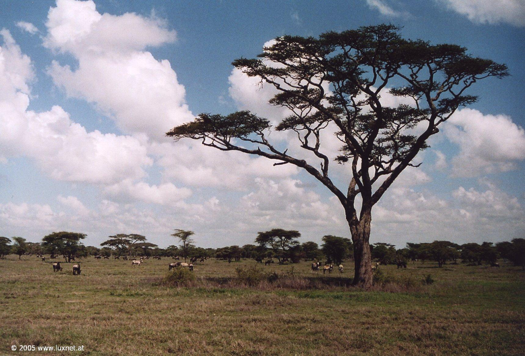 Serengeti