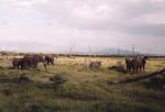 Lake Manyara