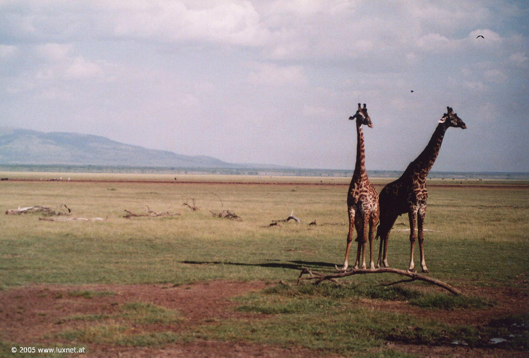 Lake Manyara