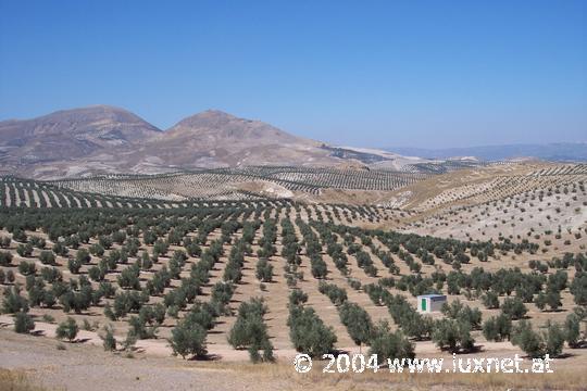 Between Jodar and Cazorla (Jean)