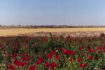 Near Derinkuyu (Nevsehir)