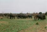 Kruger National Park