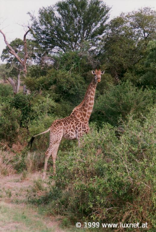 Kruger National Park