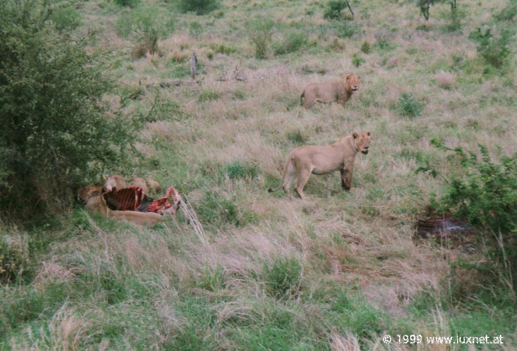 Kruger National Park